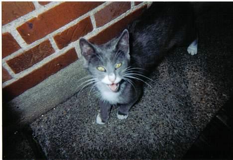 Blanding af racer Totti - piv piv..  billede 4