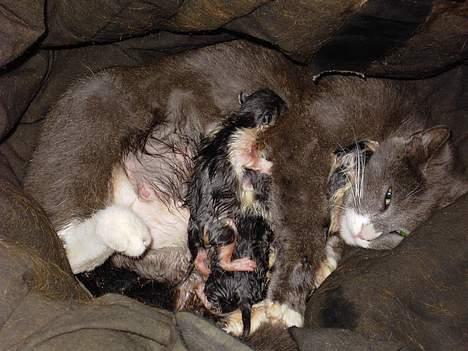 Blanding af racer Totti - Her har totti lige fået killinger....  billede 5