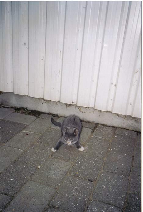 Blanding af racer Totti - Legesyge totti ....  billede 6