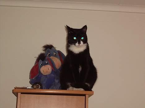 Blanding af racer Thomas - Ha Ha her kan støvsugeren ikke finde mig... Vel mor?? billede 7