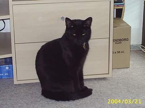 Blanding af racer Tutte (DØD) :-( - Her står han som en fin lille kat billede 1