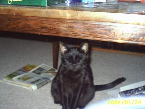 Blanding af racer Tutte (DØD) :-( - Fik lige blitzen i øjet billede 2