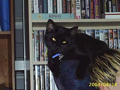 Blanding af racer Tutte (DØD) :-( - her ligger han lige så godt på stoleryggen billede 3