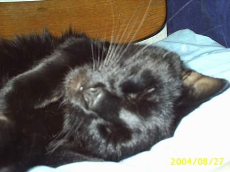 Blanding af racer Tutte (DØD) :-( - fed måde at ligge på synes han åbenbart billede 4