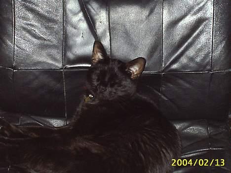 Blanding af racer Tutte (DØD) :-( - og det er så tutte´s helt private plads billede 5