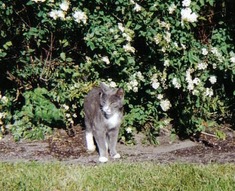 Blanding af racer Totti - Totti i haven... på eventyr..  billede 7