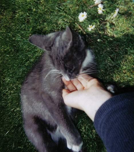 Blanding af racer Totti - Søde totti..  billede 8