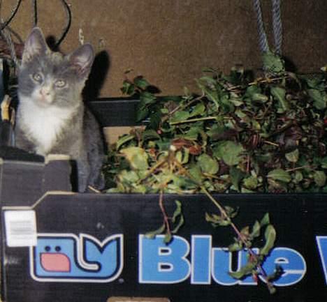 Blanding af racer Totti - Er hun ikke sød...  billede 9