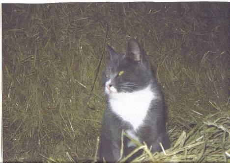 Blanding af racer Totti - Flotte totti..  billede 10