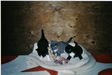 Blanding af racer Totti billede 11