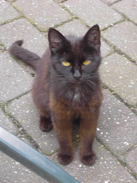 Blanding af racer Åberg  - Åberg ...  billede 1