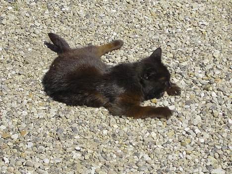 Blanding af racer Åberg  - Åberg i godt humør... hehe... Hun nyder livet..  billede 2