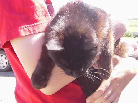 Blanding af racer Åberg  billede 3