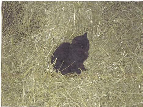 Blanding af racer Åberg  billede 4