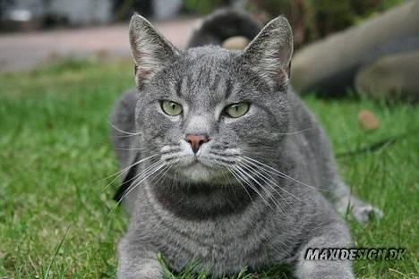 Blanding af racer Sebastian *Flyttet* billede 1