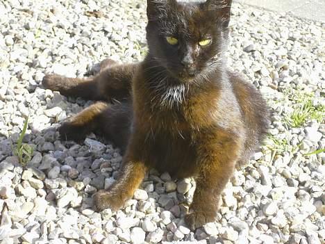 Blanding af racer Åberg  billede 5