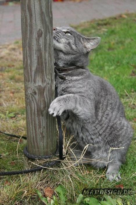 Blanding af racer Sebastian *Flyttet* billede 2