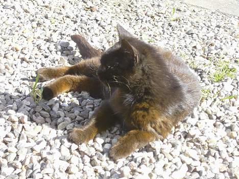 Blanding af racer Åberg  billede 6