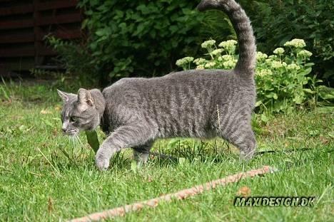 Blanding af racer Sebastian *Flyttet* - På jagt billede 3