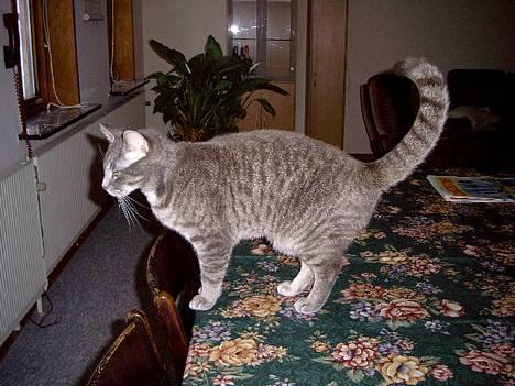 Blanding af racer Sebastian *Flyttet* - Halen højt løftet billede 4