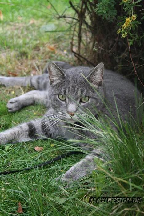 Blanding af racer Sebastian *Flyttet* - i det høje græs er jeg næsten skjult billede 5