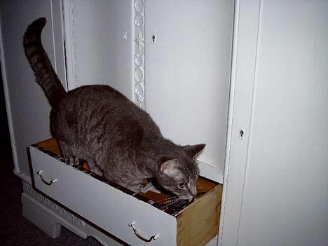 Blanding af racer Sebastian *Flyttet* - Basti i skuffen... billede 6