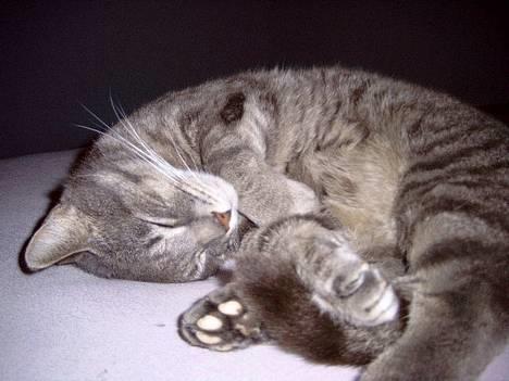 Blanding af racer Sebastian *Flyttet* - Nat nat.. billede 7