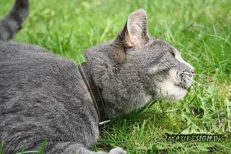 Blanding af racer Sebastian *Flyttet* - mmm grønne planter. Smager godt! billede 8