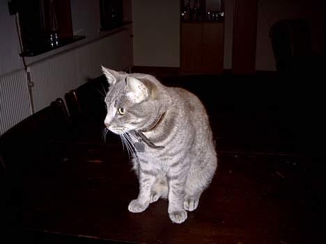 Blanding af racer Sebastian *Flyttet* - Profil billede 9