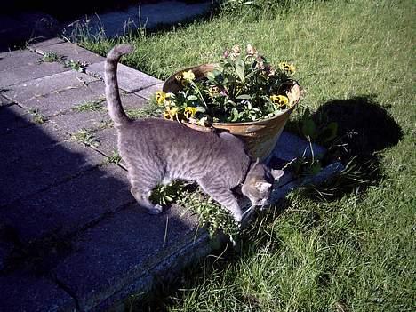 Blanding af racer Sebastian *Flyttet* - Dejligt vejr og lege ude i.. billede 10