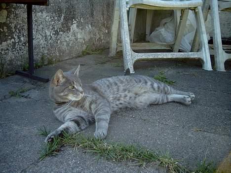 Blanding af racer Sebastian *Flyttet* billede 11