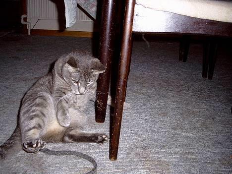 Blanding af racer Sebastian *Flyttet* - Nu skal jeg ta dig din dumme slange!! billede 12