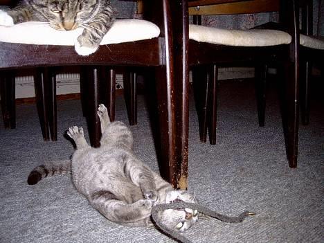 Blanding af racer Sebastian *Flyttet* - Fanget!!! billede 13