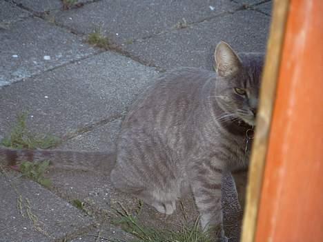 Blanding af racer Sebastian *Flyttet* - titteloo.... billede 14