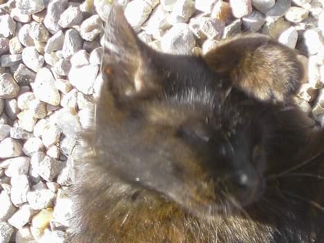 Blanding af racer Åberg  billede 7