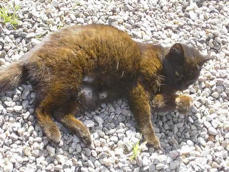 Blanding af racer Åberg  billede 8