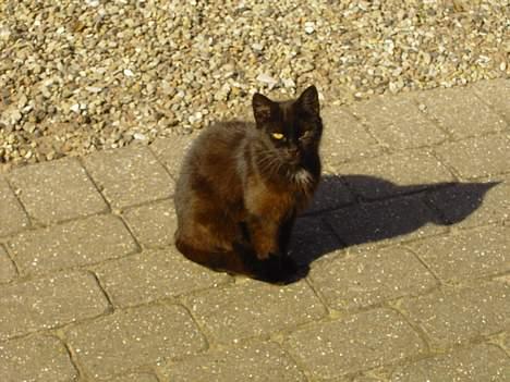 Blanding af racer Åberg  billede 9