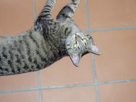 Blanding af racer Mimser - Mini Mimmer som vi kalder hende...hun er ikke ret stor i sin størrelse... billede 1