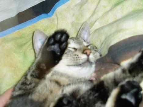 Blanding af racer Mimser - Okay...jeg overgi´r mig....til kamera´et billede 2