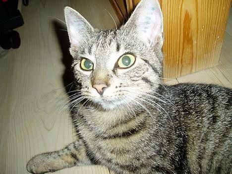 Blanding af racer Mimser - hmm....er i nu der igen... billede 3