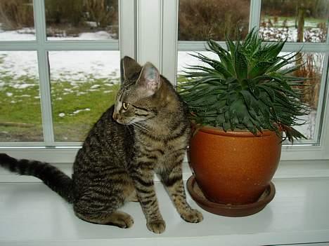 Blanding af racer Mimser - halløj....kan i ikke se jeg er igang med at tænke en ny plan, med at fange de dumme fjer-duske billede 4