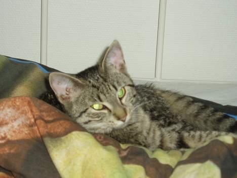 Blanding af racer Mimser - Mimmer...hun ser skræmmende ud med de øjne var´.... billede 5