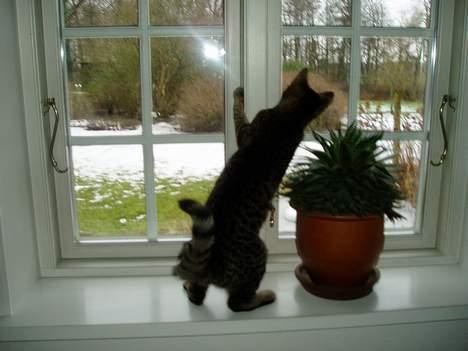 Blanding af racer Mimser - ØV....denne gang fik jeg heller ikke fjer-dullerne billede 6