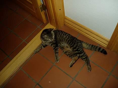 Blanding af racer Mimser - Jag prøver faktisk at få fred her....og så kommer i bare væltende..ihhh altsåå.. billede 7