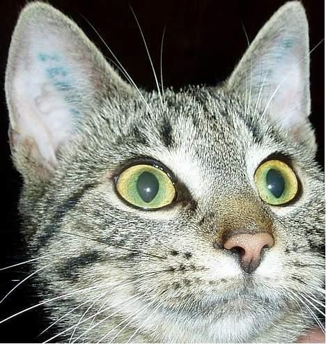 Blanding af racer Mimser - Mimmer´s store kuglerunde øjne... billede 8