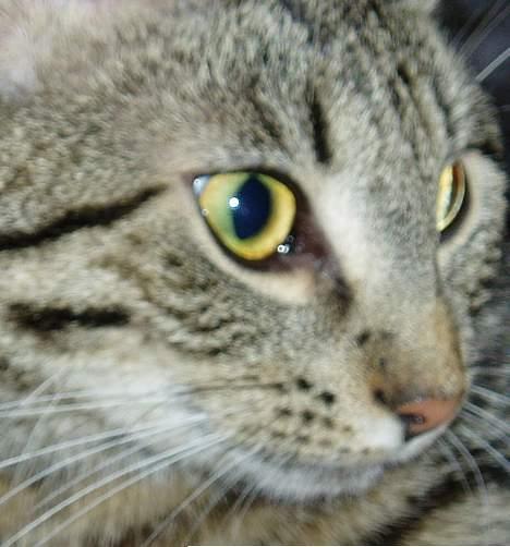 Blanding af racer Mimser - Og Igen igen billede 9