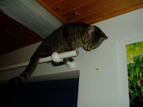 Blanding af racer Mimser - Hun kravler altid på på gadinstangen....for at hente tegnestifter....Slemme kat..FY billede 10