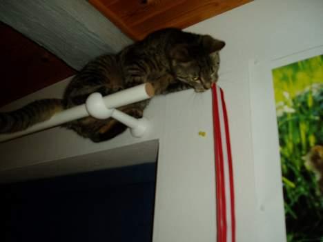 Blanding af racer Mimser - Jahh....og nøglerne billede 11