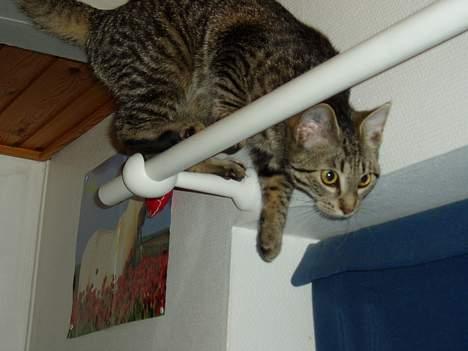 Blanding af racer Mimser - Pas pååå dernede...´´´ billede 12