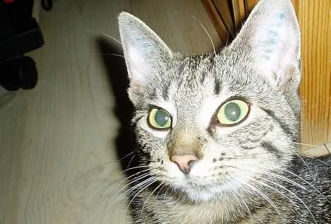 Blanding af racer Mimser - Der er hun sør´mne igen.. billede 13